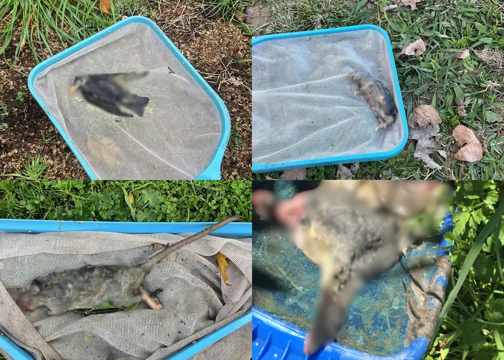 Dead animals found in water tanks